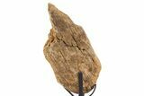 Fossil Hadrosaur Limb Bone Section w/ Metal Stand - South Dakota #340081-2